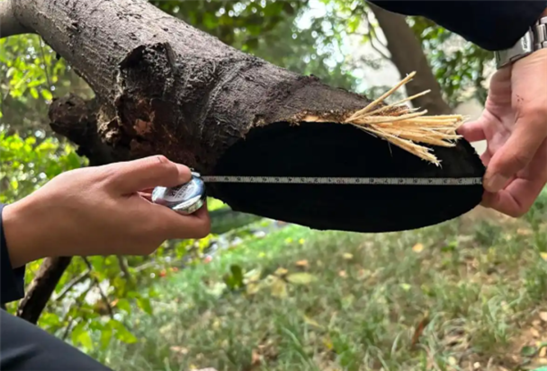 成都造机器狗“削树如泥”：搭载激光炮
