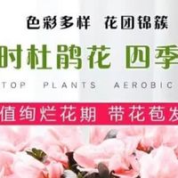 花翁杜鹃花盆栽：点亮家居的懒人花卉之选