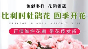花翁杜鹃花盆栽：点亮家居的懒人花卉之选