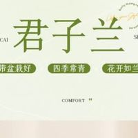 花翁A级大盆君子兰：陶瓷雅韵中的君子之风