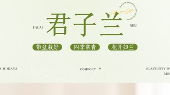 花翁A级大盆君子兰：陶瓷雅韵中的君子之风