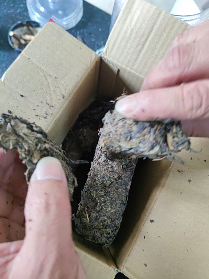 七春黑茶