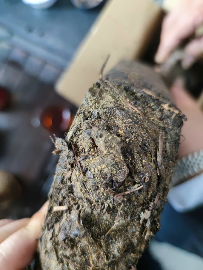七春黑茶