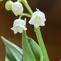 谁养谁夸的四季开花铃兰盆栽