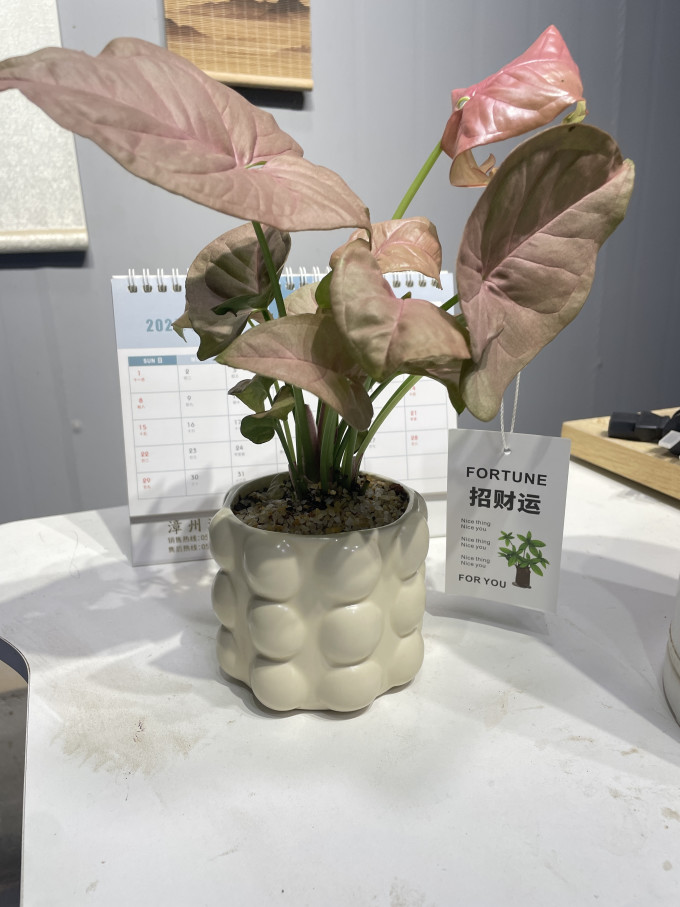 一宅一花鲜花绿植