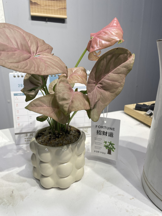 一宅一花鲜花绿植