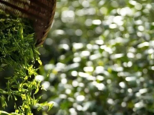 春天建议把奶茶换成它