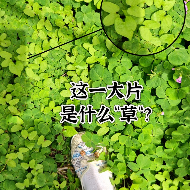 这么一大片，你猜是什么草？
