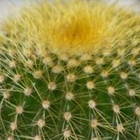 仙人掌：懒人绿植的不二之选