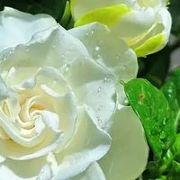 栀子花：适合懒人的室内绿植