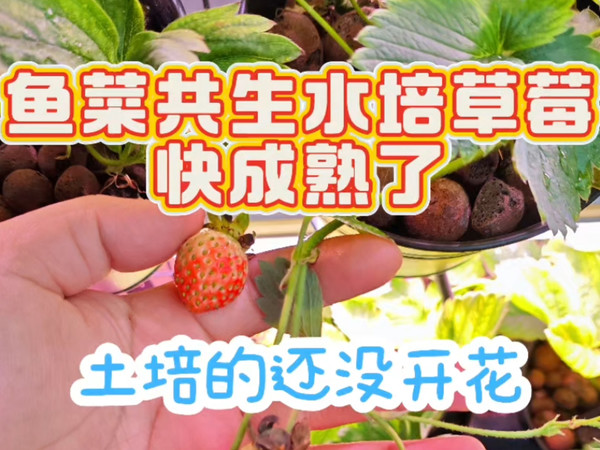 草莓种植2个月 水培VS土培 差别挺大