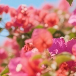 三角梅夏天进入"疯长期"，浇水记住这3点，花量翻倍不是梦