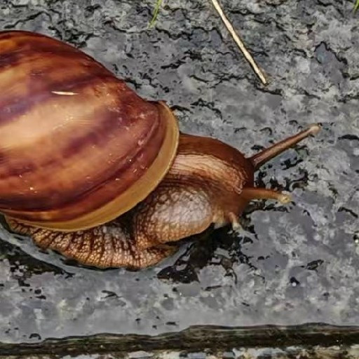 雨后遇到这种大蜗牛千万别碰！当心惹“毒”上身