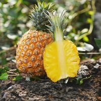 芒果凤梨和金钻凤梨的区别，你更爱哪个？