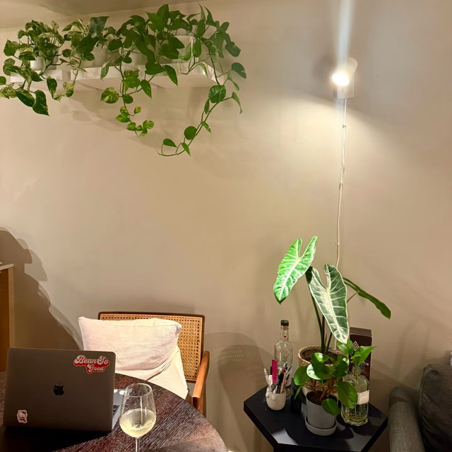 懒人绿植我选它们