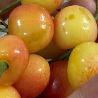 黄蜜樱桃网购：价格与质量的平衡