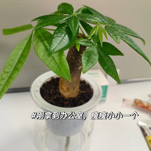 懒人绿植我认准发财树