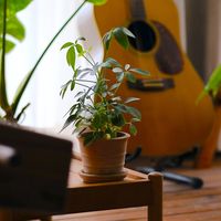 不愧是南方绿化带神器，这绿植也太好活了吧！