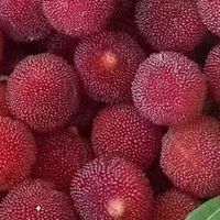 6月杨梅季，哪款是你的最爱？