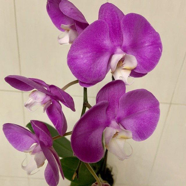 紫色蝴蝶兰🌷