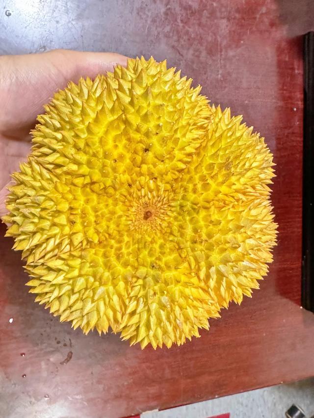 挑榴莲干货！手把手教你挑到报恩榴莲