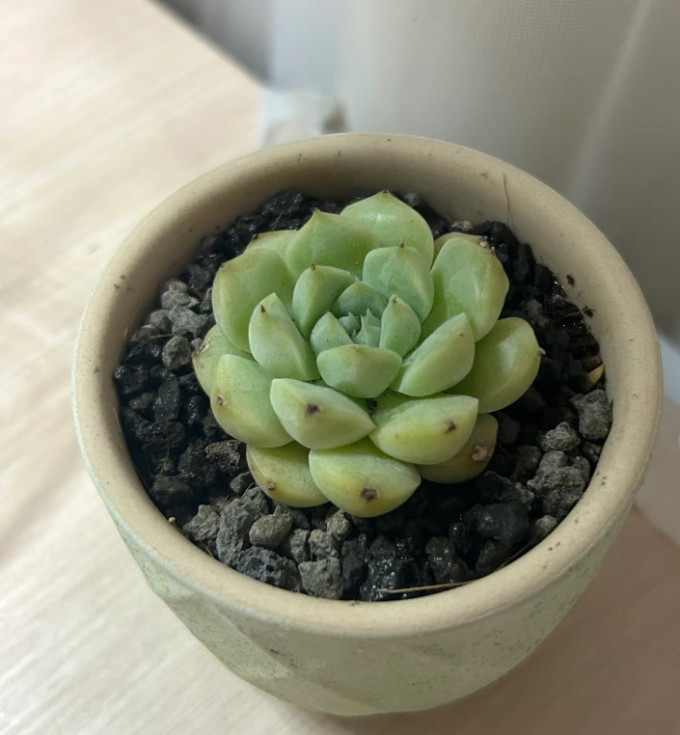 樱霞多肉