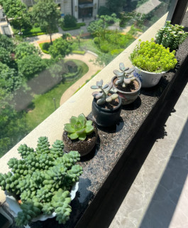 我的“懒人搭子”多肉植物