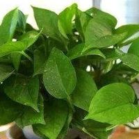 告别“植物杀手”！这些懒人绿植选对就爆盆