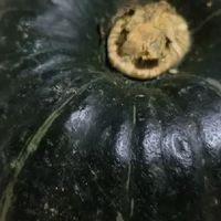 贝贝瓜