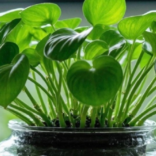 室内绿植装饰指南，提升家居氛围的植物推荐——绿萝！
