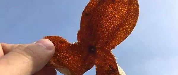 湿气重怎么办？试试新会陈皮除体湿