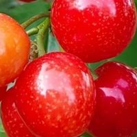 春日里的红宝石——樱桃