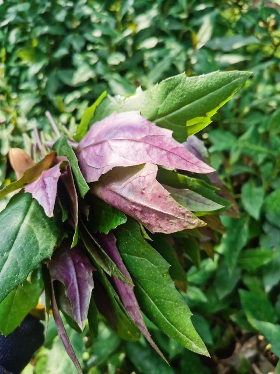 川渝人的舌尖密码：血皮菜炒猪肝里的烟火江湖与毫厘功夫