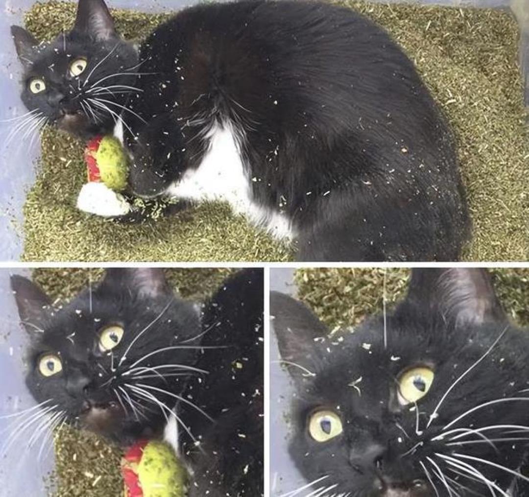拆开超大猫薄荷球惊现纸壳：宠物经济背后的猫腻与温情馈赠