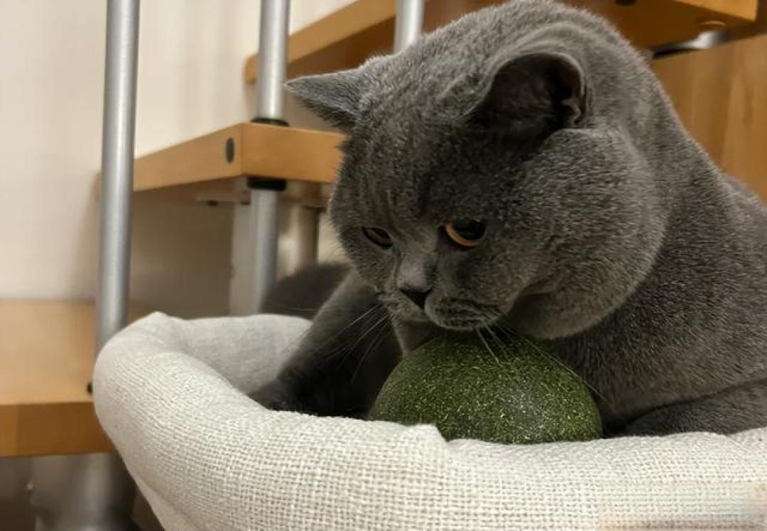 拆开超大猫薄荷球惊现纸壳：宠物经济背后的猫腻与温情馈赠