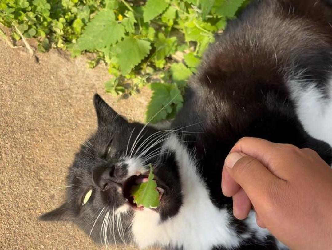 拆开超大猫薄荷球惊现纸壳：宠物经济背后的猫腻与温情馈赠
