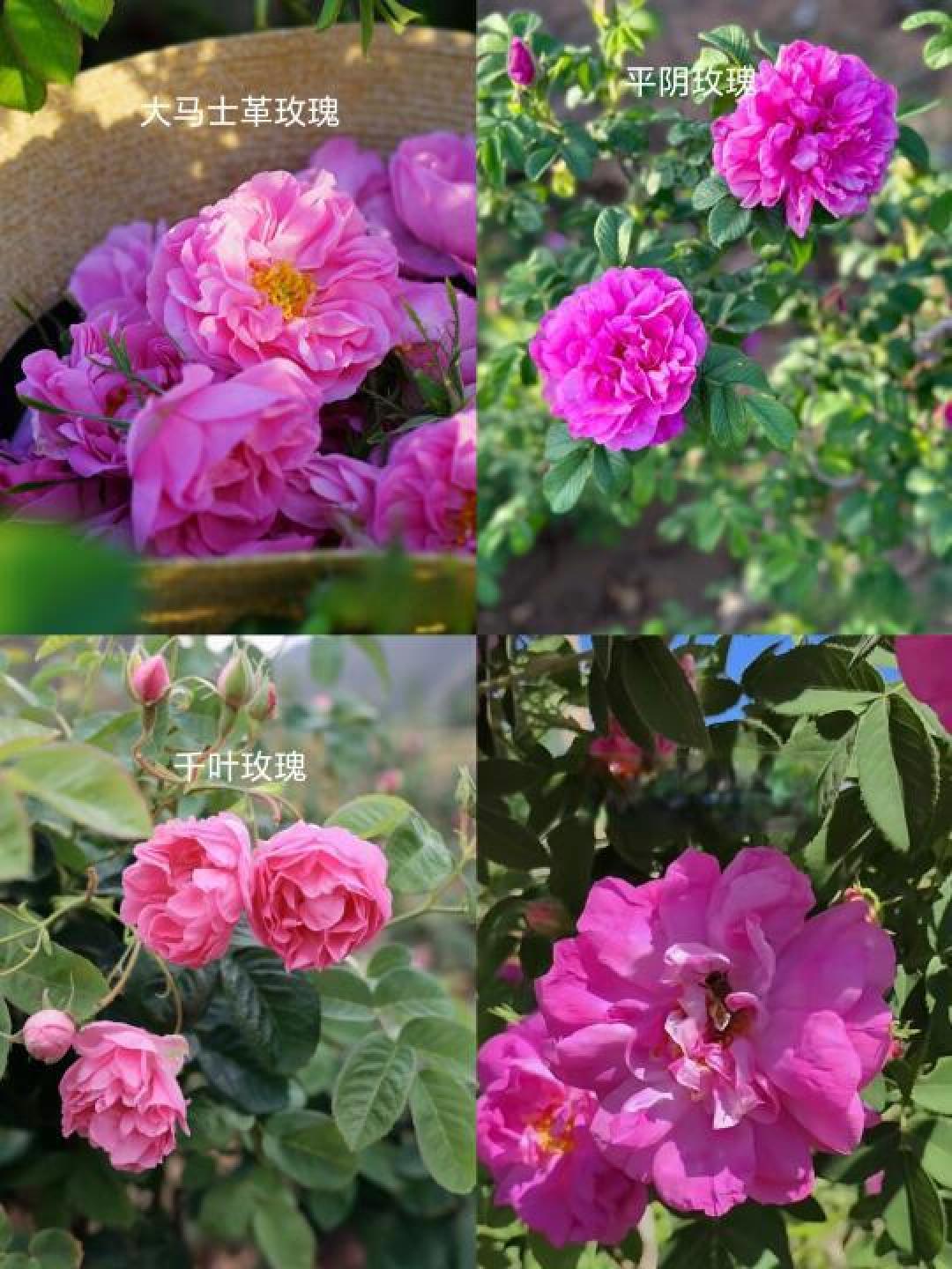 520玫瑰炒鸡蛋全攻略：3朵鲜花2个蛋，解锁舌尖上的浪漫密码