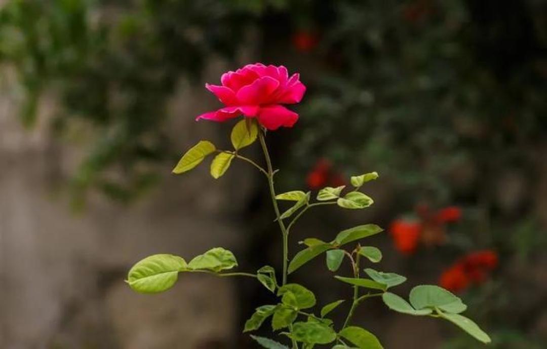 520玫瑰炒鸡蛋全攻略：3朵鲜花2个蛋，解锁舌尖上的浪漫密码