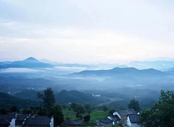 黄山毛峰｜云雾深处的一口鲜，尝过方知春未老