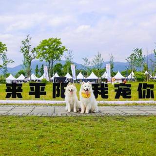 从“皮革废料”到“黄金赛道”：解码平阳宠物产业背后的消费升级浪潮