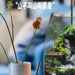 案头方寸间，藏着一整个诗意江湖——丘辰翠微香苔藓生态瓶