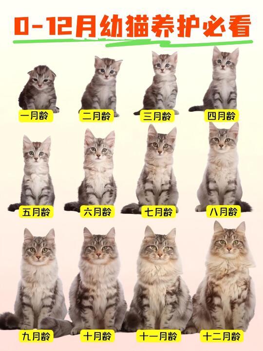 0-12个月幼猫喂养指南🐱｜新手铲屎官必看