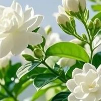 河北姑娘的茉莉花“结果”了，也因此火了，网友：真赚到了！
