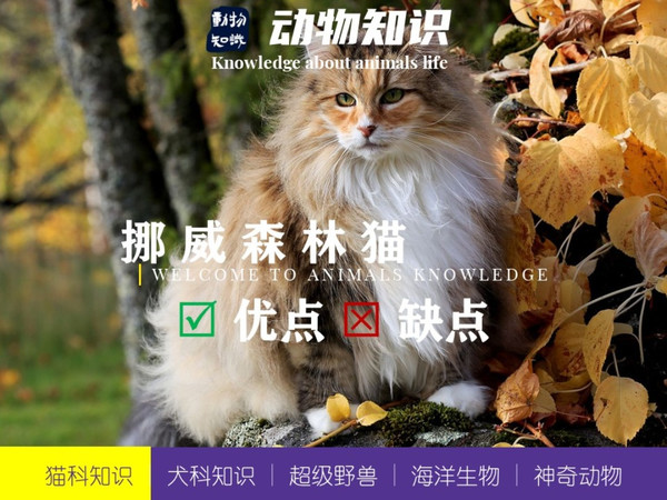 挪威森林猫：优点&缺点！