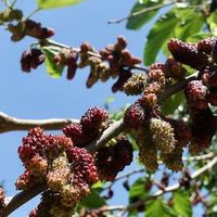 新鲜的桑葚这样吃，风味俱佳，健康又养生，还能保存时间久