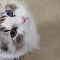 宠物掉毛季主人集体崩溃？宠物空净让PM2.5和猫毛同归于尽！