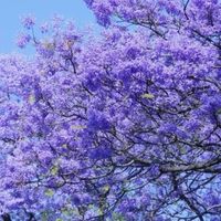 五月的蓝花楹 治愈了一座城