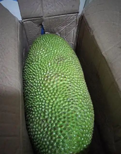 海南现摘大菠萝蜜到货啦！10多斤巨无霸，到手像拆礼物一样惊喜！
