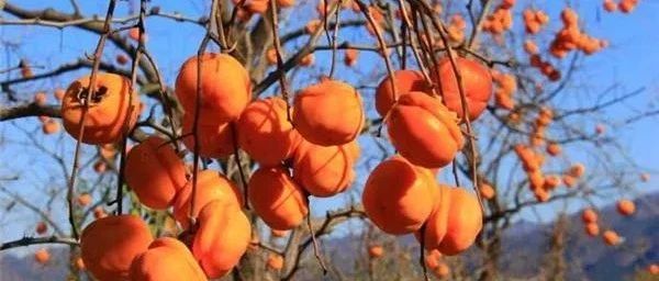 恭城月柿：秋天里的一抹甜蜜