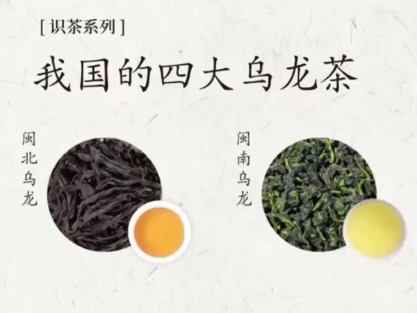 四大乌龙茶都有什么区别？要如何区分 一条视频给你们讲清楚！
